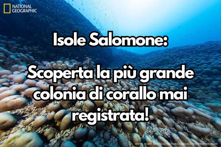 Scoperta la più grande colonia di corallo mai registrata!